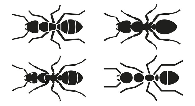 ant silhouettes flat design insect shapes on white background