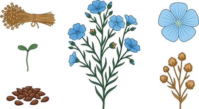 Flax plant botanical vector illustration set with blue flowers seeds seedpods sprout and a straw sheaf bundle for organic product design elements