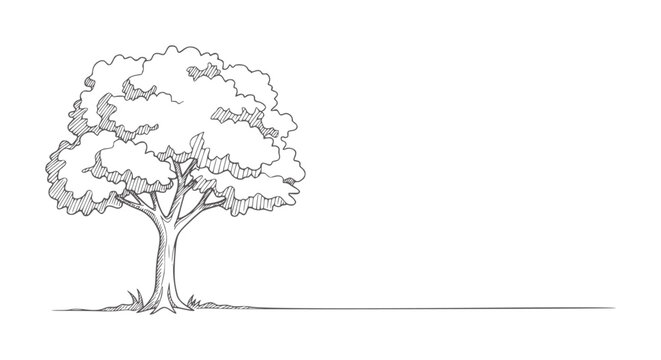 Hand drawn of a large leafy tree with visible roots and grass nature