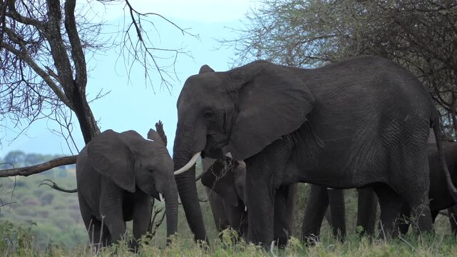 Elephant family