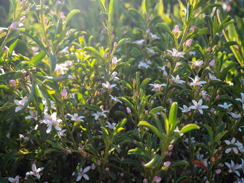 White star-shaped Eriostemon flowers with pink buds in a spring garden