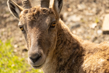 Fototapeta premium close up of a young goat