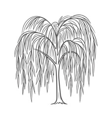 Stylized weeping willow tree line nature plant © Musfiqur