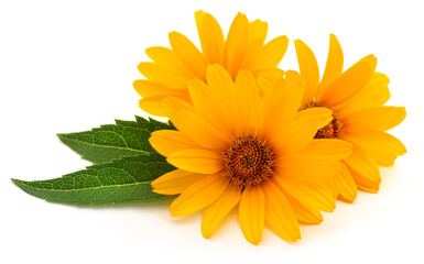 Fototapeta premium Three Yellow Flowers with Green Leaves Isolated on White Background