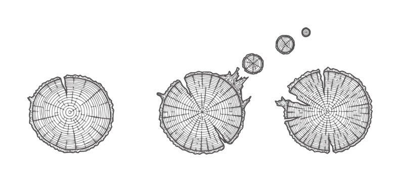 Three wood grain cross sections with smaller rings floating above tree