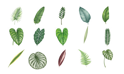 Watercolor Tropical Leaf Clipart Set with Monstera Palm Banana Calathea and Fern © Ірина Агібалова