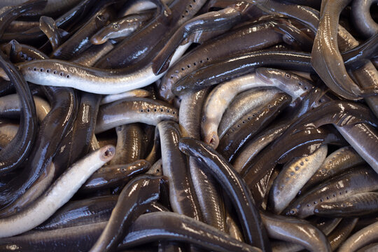 Freshly caught river lamprey (Lampetra fluviatilis) is sold at a fish market,