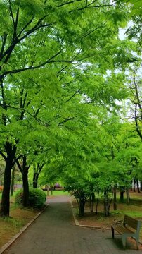 a tranquil 4k vertical slow motion view along a green forest trail in may. sunlight filters through dense canopy as the narrow path winds through lush spring vegetation, creating a serene and immer...