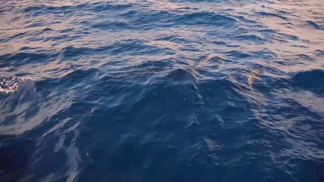 top view dolphin in the sea swimming on sea surface