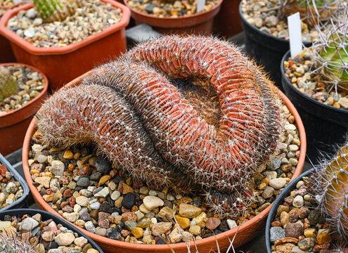 Lobivia or Echinopsis flambeau cristata