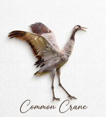 Naklejka premium A realistic, isolated illustration of a crane with its wings spread, set against a white background and labeled “Common Crane.” A design themed around wildlife and birdwatching.