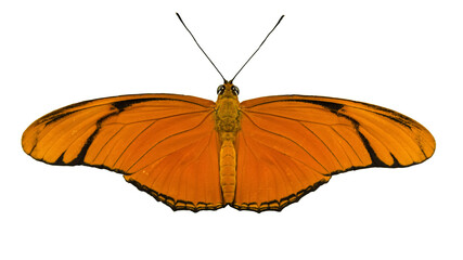 Fototapeta premium Julia Heliconian (Dryas iulia) butterfly on transparent background