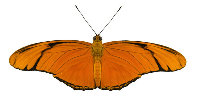 Julia Heliconian (Dryas iulia) butterfly on transparent background