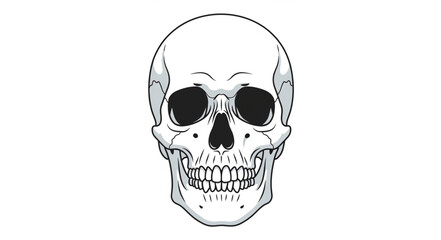 Obraz premium Human Skull Illustration Front View.