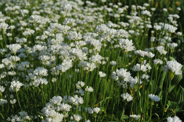 Fototapeta premium field of white flowers