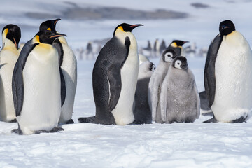 The snow hill emperor penguins, Antarctica © Jan Tang