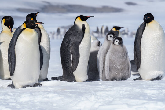The snow hill emperor penguins, Antarctica