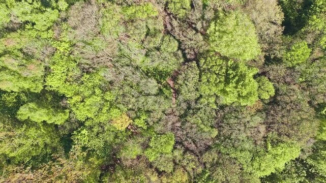 Top down aerial of deciduous woodland trees canopy,  Eastham woods, England in Springtime