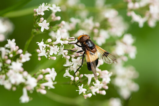 Tachinid fly with orange wings rests on cluster of white valerian Valeriana umbel flowers