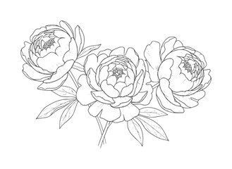 Delicate line of three blooming peonies with leaves peony flower blossom botanical © Ali