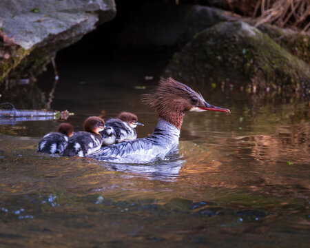 Common merganser mother carrying ducklings on back in shallow stream, intimate wildlife behavior in natural habitat