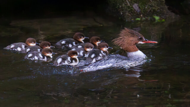 Common merganser mother leading ducklings on calm lake, peaceful wildlife family scene with reflections and soft green background