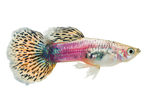 A vibrant male guppy fish swimming, displaying a beautiful patterned tail and colorful body, isolated on a transparent background.