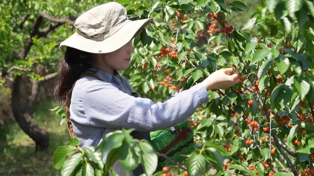 This outdoor shot shows a cherry tree heavy with ripe, vibrant red cherries among glossy green foliage, with a person picking the fresh fruit.