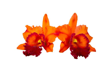 Beautiful of red orange cattleya (Rhyncattleanthe Sunshine of Hope) orchid flowers with isolated on transparent background, PNG  © isarescheewin