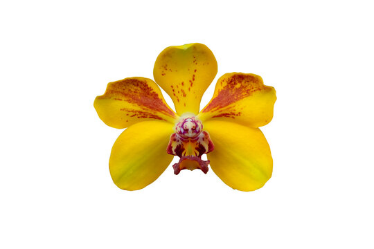 Closed up of beautiful yellow vanda (Vanda Ploenpit Prize) orchid flowers with isolated on transparent background. PNG	