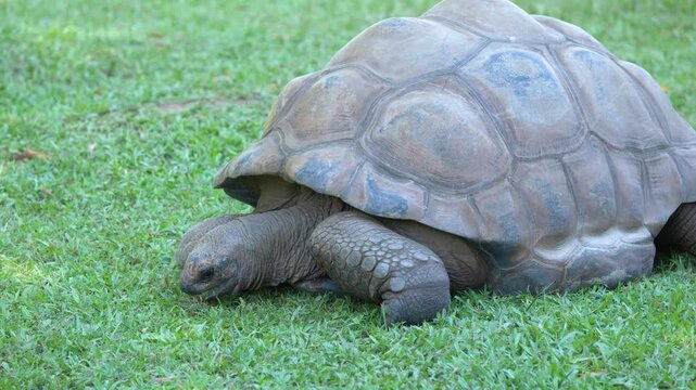 Aldabra Giant Tortoise Grazing on Green Grass in a Sunny Enclosure