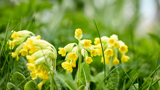 cowslip flowers Primula veris blooming in a lush green meadow. These bright yellow, bell-shaped flowers grow in nodding clusters on slender stems