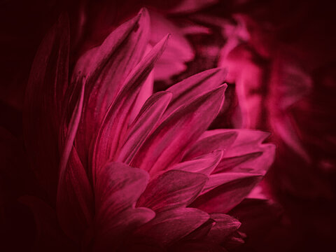 Experimental fine art composition featuring abstract Dahlia pinnata petals in deep crimson and magenta tones. Digitally processed botanical image with atmospheric texture and cinematic dark aesthetic.