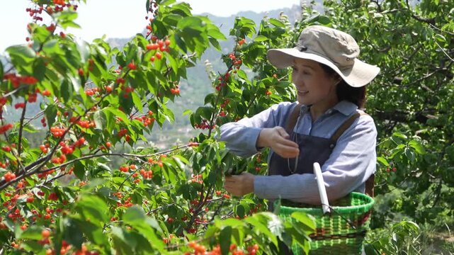 A smiling middle-aged Asian woman wearing a wide-brimmed hat and overalls picks fresh ripe cherries in a sunny outdoor orchard, carrying a green harvest basket.