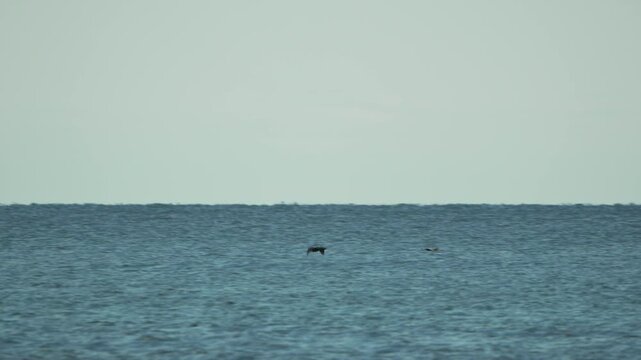 Seabirds ocean flying. Small dark wild birds skim the vast choppy blue sea water under a pale overcast sky horizon.