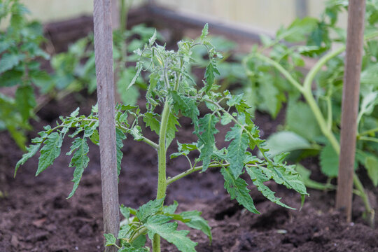 A young tomato plant grows in rich soil, supported by a wooden stake.
