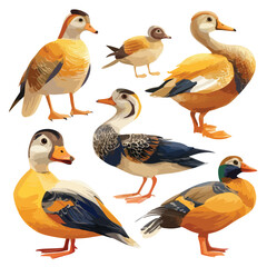 Obraz premium set of ducks