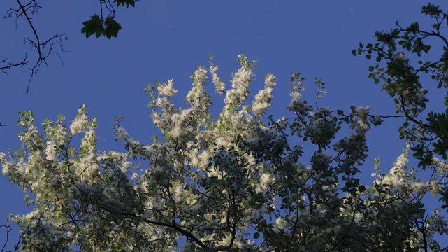Poplar fluff drifting through the air from a tree. Close-up of airborne seeds during spring allergy season, natural allergen concept in 4K