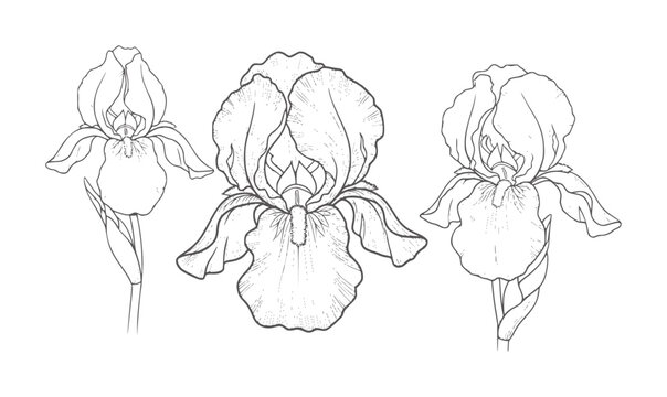 Three line iris flowers in black and white botanical