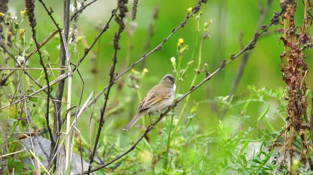 Common Whitethroat (Sylvia communis) live and breed in bushes. It is a summer visitor in all of Europe, except northern Scandinavia, in western and central Asia. It is an insectivorous animal.