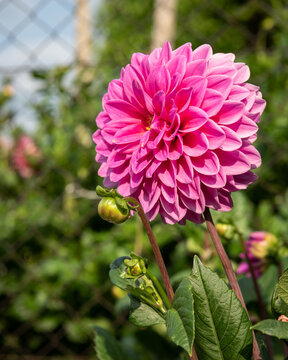 Pink ball dahlia bloom stands tall above leafy garden with chain link fence backdrop