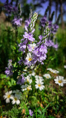 Obraz premium vibrant purple wildflowers bloom in Burabay, Kazakhstan. the rich biodiversity of Central Asian nature during late spring. Great for travel guides or environmental publications