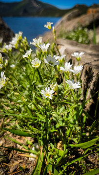 White wildflowers on a sunny lakeshore in Burabay, Kazakhstan. Perfect for travel ads, eco tourism, wellness blogs, nature posters, seasonal backgrounds, and outdoor lifestyle design.