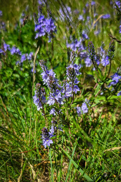 Purple wildflowers bloom in a sunny meadow in Burabay, Kazakhstan. Ideal for travel marketing, wellness brands, seasonal banners, eco tourism, nature blogs, and floral background design.