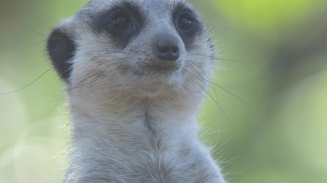 Close Up Portrait of an Alert Meerkat Standing Guard in Australia