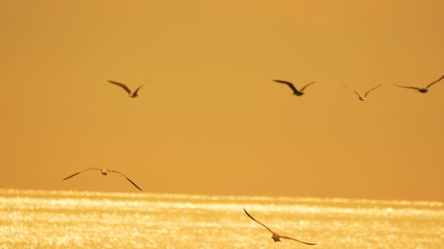 Seagulls flying over sparkling golden ocean water during a beautiful sunrise or sunset, peaceful natural scene