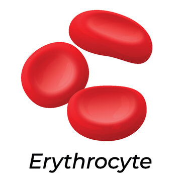 An illustration of red blood cells on a white background, demonstrating their shape and structure for medical or scientific projects. Blood plasma icon