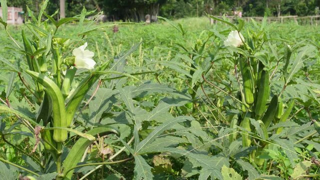 Okra Plant with Green Pods and Flowers in Field