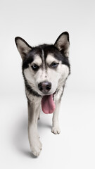 Fototapeta premium Closeup playful husky walking toward camera on white background. Concept of active pet lifestyle, dog training school, animal health, pet insurance and breed promotion.