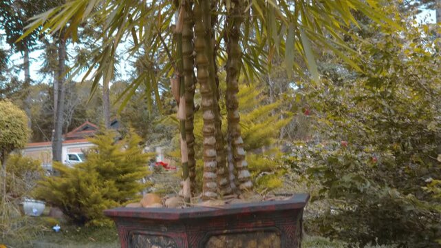 Decorative spine bone alike palm trees and betel nut palm trees grow in the giant pot in the garden of Truc Lam Zen Monastery in Da Lat, Vietnam
